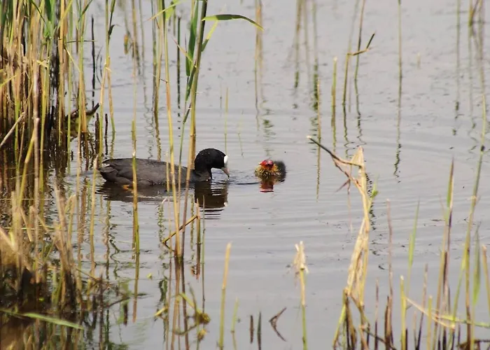 Apartament Le Galet Bleu